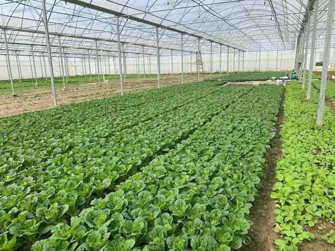 种植基地